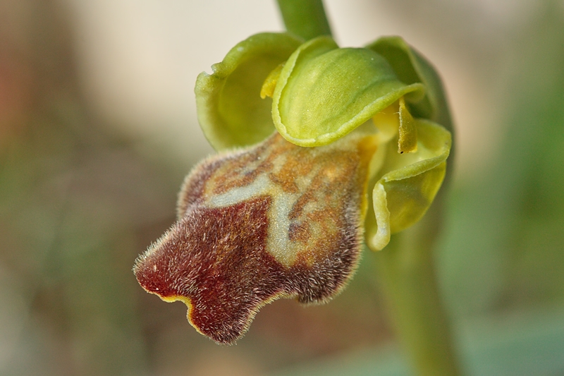 Orchids from Malta